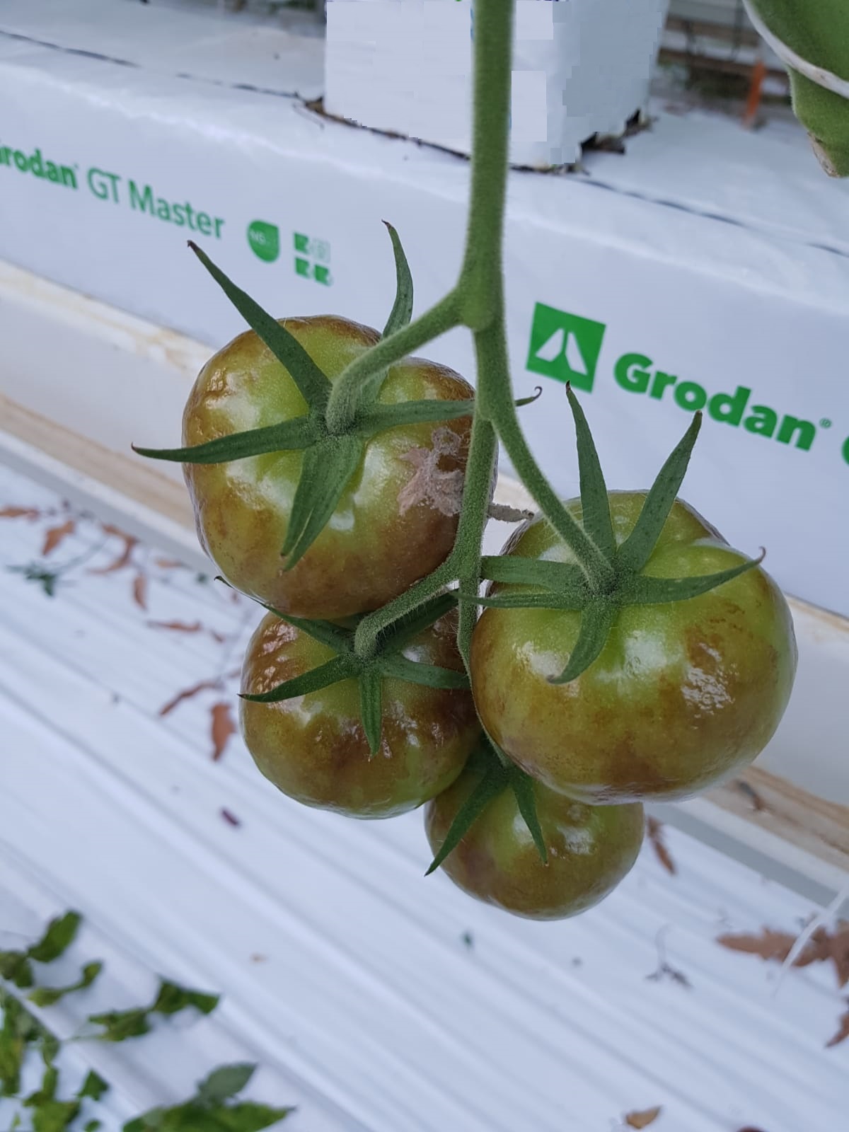 dan GT Master. Grodan.
